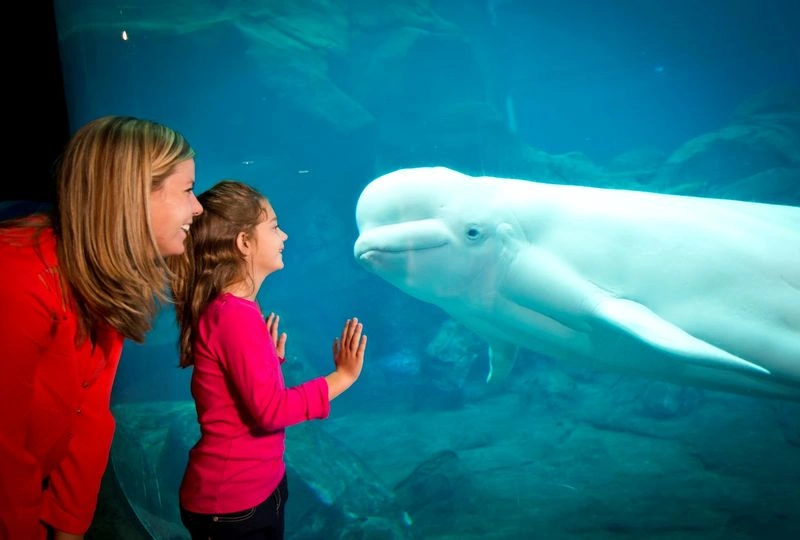 یکی از جذاب&zwnj;ترین و دیدنی&zwnj;ترین مکان&zwnj;ها در سفر به کشور گرجستان، آکواریوم باتومی است. 